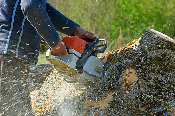 Reliable Rogersville, MO Tree Care  Solutions